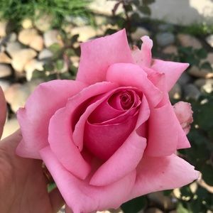 Meet your Posher, Tracy